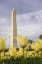 Picture of WASHINGTON DC, THE WASHINGTON MONUMENT