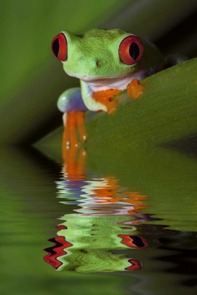 Picture of REFLECTION OF RED-EYED TREE FROG IN WATER