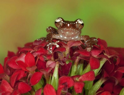 Picture of BORNEO CINNAMON TREE FROG ON RED FLOWERS
