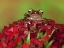 Picture of BORNEO CINNAMON TREE FROG ON RED FLOWERS