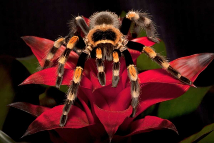 Picture of SOUTH AMERICA, MEXICO RED-KNEE TARANTULA