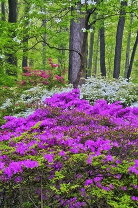 Picture of USA, DELAWARE, COLORFUL AZALAS IN BLOOM