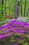 Picture of USA, DELAWARE, COLORFUL AZALAS IN BLOOM