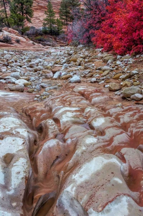 Picture of USA, UTAH, ZION NP GROUND ROCK PATTERN