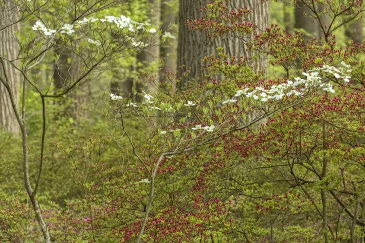 Picture of USA, PENNSYLVANIA SPRING, FOREST SCENIC