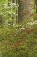 Picture of USA, PENNSYLVANIA SPRING, FOREST SCENIC