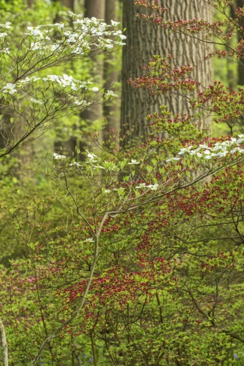 Picture of USA, PENNSYLVANIA SPRING, FOREST SCENIC