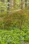 Picture of USA, PENNSYLVANIA SPRING, FOREST SCENIC