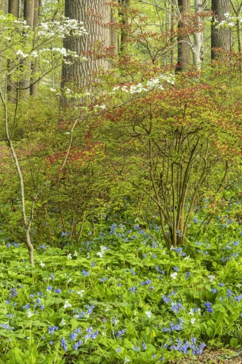 Picture of USA, PENNSYLVANIA SPRING, FOREST SCENIC