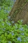 Picture of USA, PENNSYLVANIA, GARDEN SPRING SCENIC
