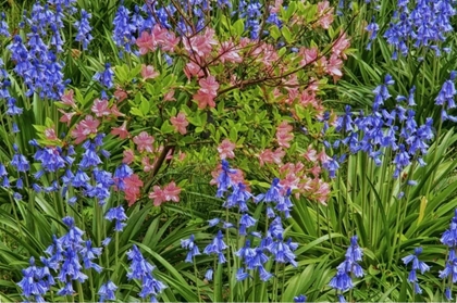 Picture of DELAWARE, BLOOMING AZALEAS AND BLUEBELLS