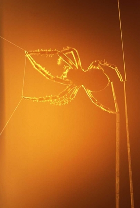 Picture of NY, INLET SPIDER SPINNING WEB AT SUNSET