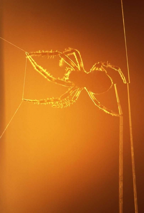 Picture of NY, INLET SPIDER SPINNING WEB AT SUNSET