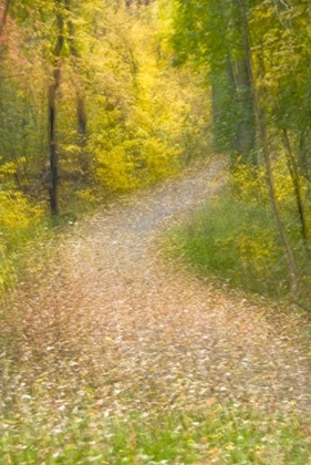 Picture of TREES IN AUTUMN AND LEAF-COVERED PATHWAY