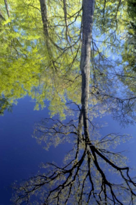 Picture of USA, PENNSYLVANIA TREE REFLECTED IN POND