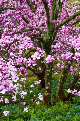 Picture of DELAWARE, WILMINGTON CHERRY BLOSSOM TREE