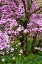 Picture of DELAWARE, WILMINGTON CHERRY BLOSSOM TREE