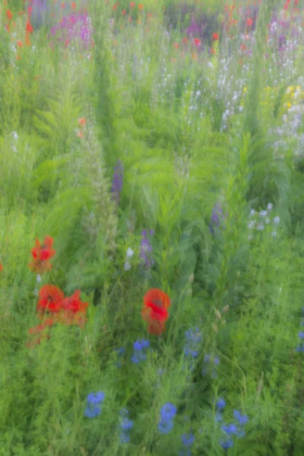 Picture of USA, PENNSYLVANIA SUMMER FLOWERS ABSTRACT
