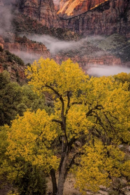 Picture of USA, UTAH, ZION NP FOGGY AUTUMN LANDSCAPE