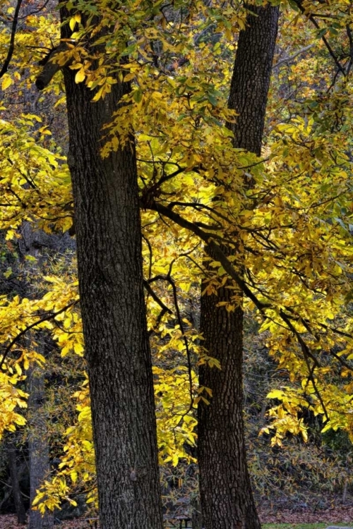 Picture of VIRGINIA, MCLEAN SCENIC IN GREAT FALLS SP