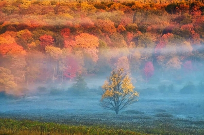 Picture of WV, DAVIS MIST AND FOREST IN AUTUMN COLOR
