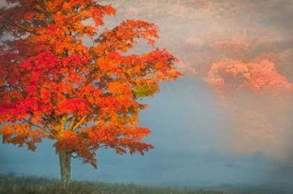 Picture of WV, DAVIS MIST AND FOREST IN AUTUMN COLOR