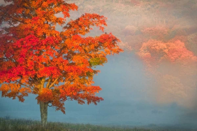 Picture of WV, DAVIS MIST AND FOREST IN AUTUMN COLOR