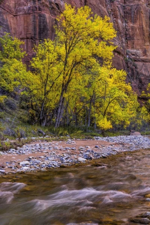 Picture of USA, UTAH, ZION NP STREAM IN AUTUMN SCENIC