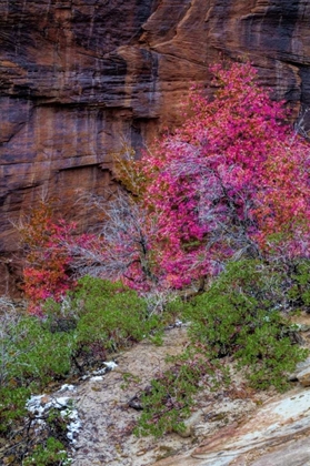 Picture of USA, UTAH, ZION NP CLIFF AND AUTUMN SCENIC