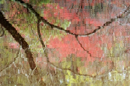 Picture of GEORGIA, REFLECTIONS OF EARLY SPRING BUDS IN POND