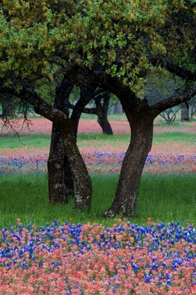 Picture of TX, HILL COUNTRY, TEXAS FLOWERS AND DANCING TREES