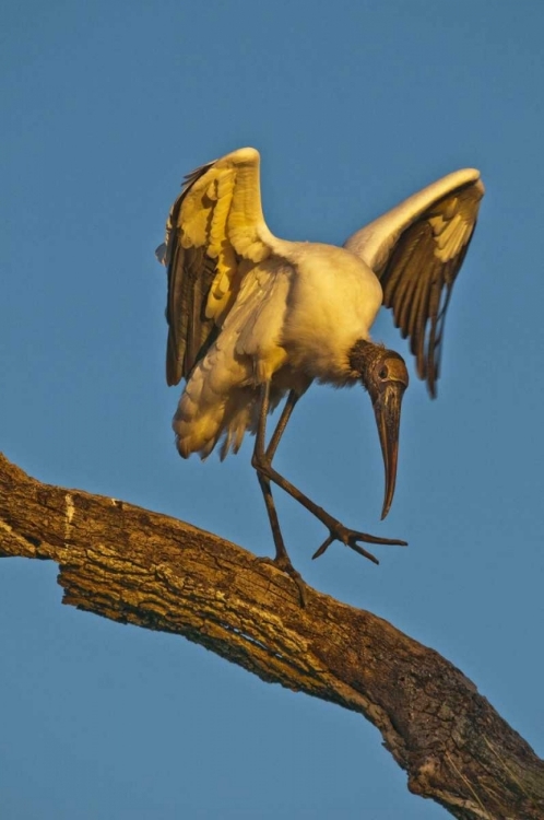 Picture of FL, ST AUGUSTINE WOOD STORK DANCES ON TREE LIMB