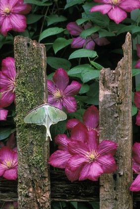 Picture of PA, LUNA MOTH ON FENCE WITH PINK CLEMATIS FLOWERS