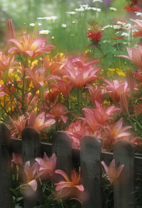 Picture of PA, DOUBLE EXPOSURE OF LILIES AND FENCE IN GARDEN