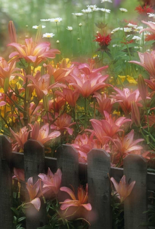 Picture of PA, DOUBLE EXPOSURE OF LILIES AND FENCE IN GARDEN