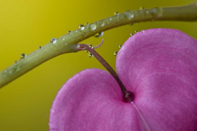 Picture of PA, BLEEDING HEART FLOWER ON STEM WITH RAIN DROPS