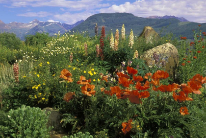 Picture of CO, CRESTED BUTTE WILDFLOWERS IN MOUNTAIN GARDEN