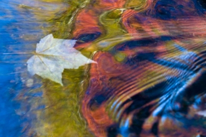 Picture of MI, MAPLE LEAF AND FALL REFLECTIONS IN BOND FALLS