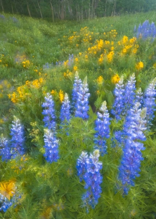 Picture of CO, CRESTED BUTTE LUPINES AND SUNFLOWERS, SPRING