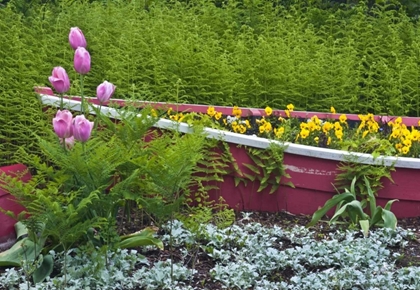 Picture of ME, SOUTHWEST HARBOR WOODEN BOAT USED AS PLANTER