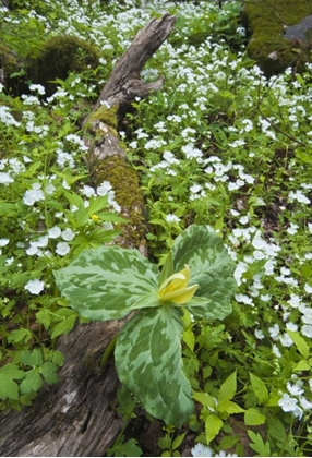 Picture of NORTH CAROLINA, GREAT SMOKY MTS TRILLIUM FLOWERS