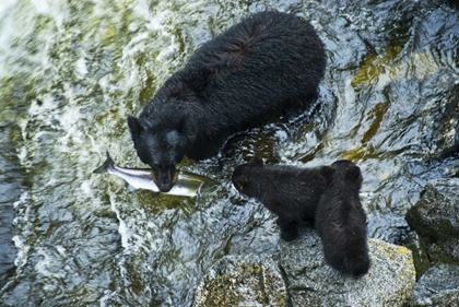Picture of AK, INSIDE PASSAGE BLACK BEAR WITH FISH AND CUBS