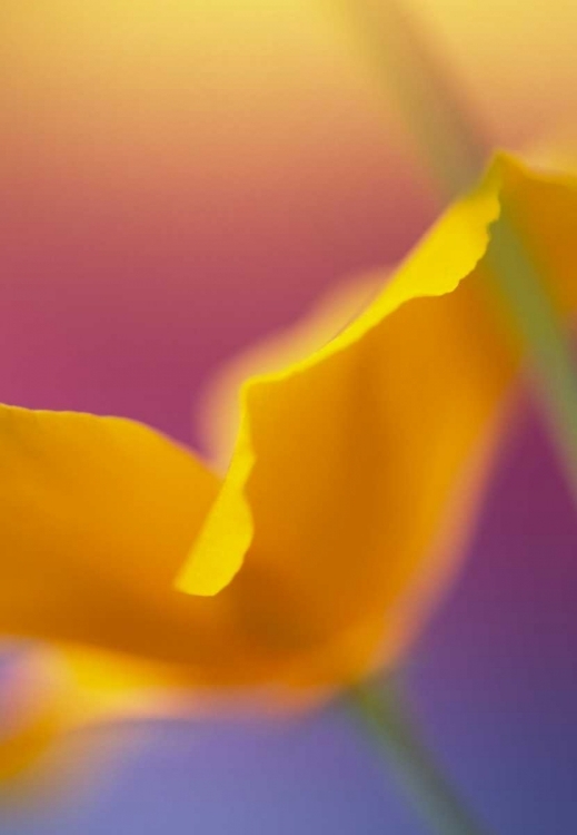 Picture of ABSTRACT CLOSE-UP OF POPPY FLOWER