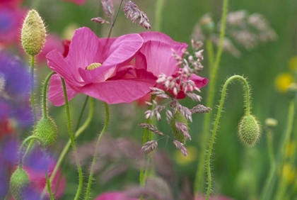 Picture of WASHINGTON, BELLINGHAM, SHIRLEY POPPIES