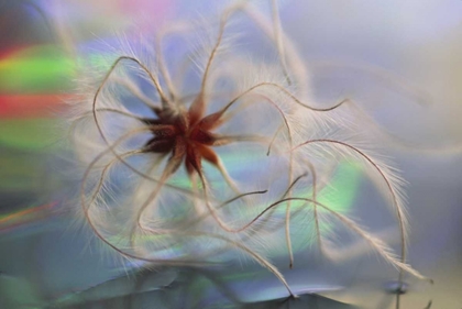 Picture of WA, BELLINGHAM, VIRGINS BOWER SEEDHEAD