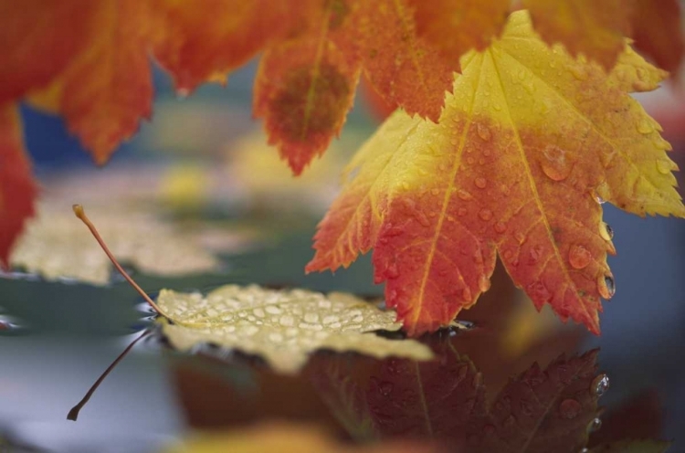 Picture of WA, BELLINGHAM, AUTUMN VINE MAPLE LEAVES