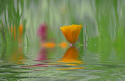 Picture of WA, ABSTRACT OF CALIFORNIA POPPY IN WATER
