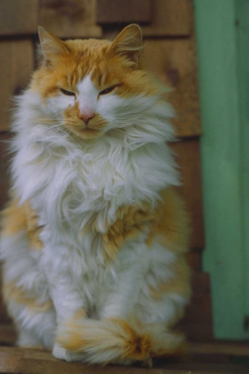 Picture of WASHINGTON, BELLINGHAM ORANGE CAT ON LEDGE