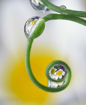 Picture of DEW ON PEA TENDRIL REFLECTING DAISY FLOWERS