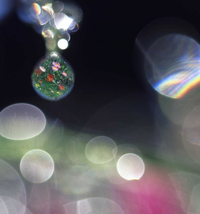 Picture of DEW ON FLOWERS WITH FLOWER FIELD IN ONE DROP